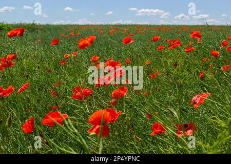 Gebräuchliche Namen für Papaver Rhoeas sind Maismohn, Maisrosen, Ackerland, Flandern, Rotmohn oder Gemeine Mohnblume. Stockfoto