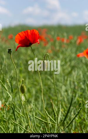Gebräuchliche Namen für Papaver Rhoeas sind Maismohn, Maisrosen, Ackerland, Flandern, Rotmohn oder Gemeine Mohnblume. Stockfoto