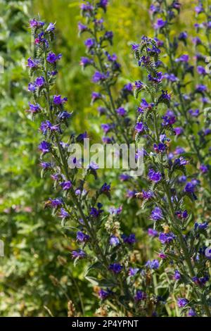 Blaue melliferöse Blüten - Blaukraut Echium vulgare. Viper ist eine Heilpflanze. Makro. Stockfoto