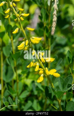 Lembotropis nigricans subsp. australis, Fabaceae. Wilde Pflanze im Sommer. Stockfoto