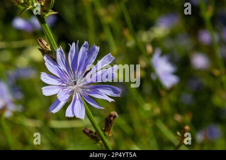 Blühende Chicorée, gewöhnlicher Chicorée Cichorium Intybus. Honigpflanze, Nektar und Pollen. Kaffeeersatz. Verwendet in Süßwaren, Konservenherstellung, Zapfen Stockfoto