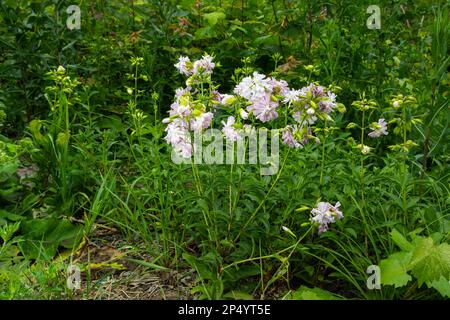 Saponaria officinalis weiße Blumen im Sommergarten. Gewöhnliches Seifenkraut, Hüpfwette, Krähenseife, wilde, süße William-Pflanze. Stockfoto