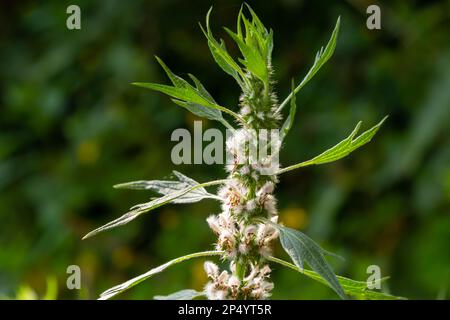 Leonurus cardiaca, auch bekannt als Mutterkraut. Andere gebräuchliche Namen sind Wurfmaische, Löwenohr und Löwenschwanz. Heilpflanze. Wächst in der Natur. Stockfoto