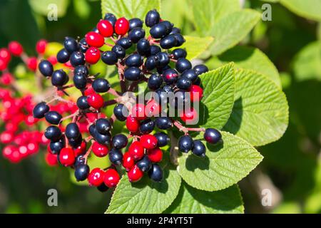 Die Frucht Viburnum lantana. Ist zuerst ein Grün, wird rot, dann schließlich schwarz, ein Wegfahrer oder Wegfahrbaum ist eine Art Viburnum. Stockfoto