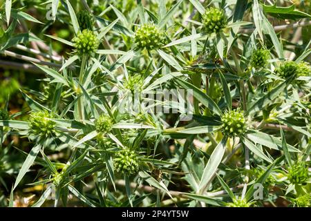 Angaben zum Eryngo- oder Eryngium-Feldcampestre in einem Naturgebiet. Stockfoto