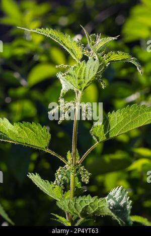 Urtica dioica, oft auch gewöhnliche Brennnessel oder Brennnessel oder Brennnessel genannt. Brennnesselblüten. Stockfoto