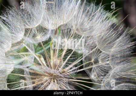 Goatsbeard, Tragopogon pratensis, Blütenkernkopf aus nächster Nähe mit federleichten Samen und einem verschwommenen Hintergrund aus Blättern. Stockfoto