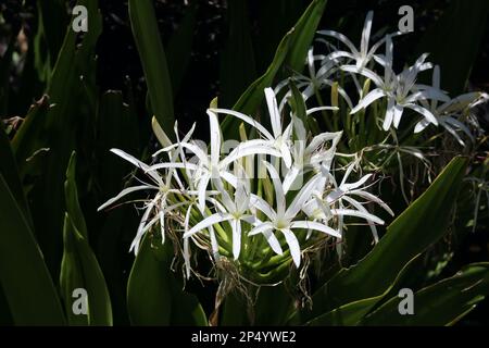 Zarte weiße Hymenocallis, auch bekannt als tropische oder Spinnenlilie Stockfoto