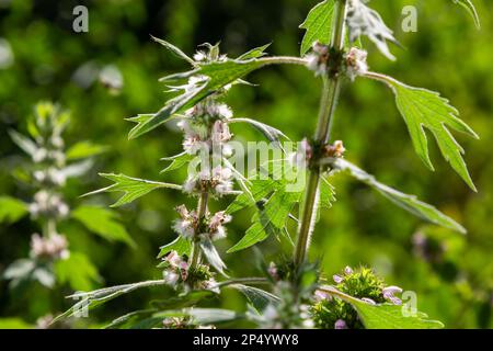 Leonurus cardiaca, auch bekannt als Mutterkraut. Andere gebräuchliche Namen sind Wurfmaische, Löwenohr und Löwenschwanz. Heilpflanze. Wächst in der Natur. Stockfoto