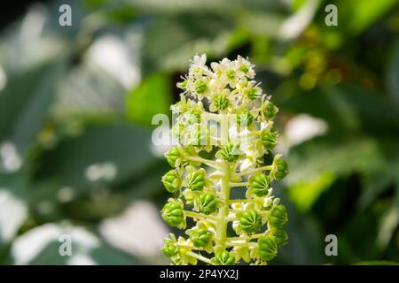 Kräuterpflanzen: Indische Algen Phytolacca acinosa, die lokal zur Schmerzlinderung verwendet werden. Es hat Anti-Asthma, Antimykotika, Expektorantien, antibakterielle und Stockfoto