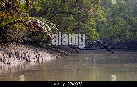 Ein Kanal in Sundarbans. Sundarbans ist der größte natürliche Mangrovenwald der Welt. Stockfoto