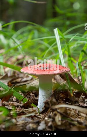 Russula emetica, gemeinhin bekannt als Sickener, emetischer Russula oder Emesis Russula, ist ein Basidiomycete-Pilz. Stockfoto
