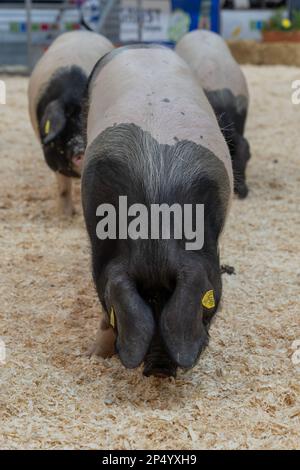 Internationale Landwirtschaftsmesse. Schwarzer Schweinekuchen aus dem Baskenland Stockfoto