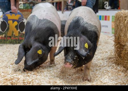 Internationale Landwirtschaftsmesse. Schwarzer Schweinekuchen aus dem Baskenland Stockfoto