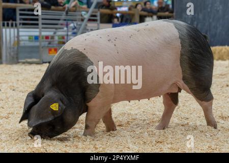 Internationale Landwirtschaftsmesse. Schwarzer Schweinekuchen aus dem Baskenland Stockfoto