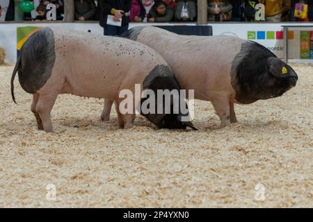 Internationale Landwirtschaftsmesse. Schwarzer Schweinekuchen aus dem Baskenland Stockfoto