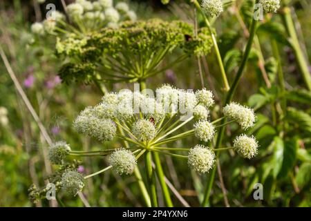 Heracleum sosnovskyi große Giftpflanze blüht. Heilpflanze Hogweed Heracleum sphondylium. Stockfoto