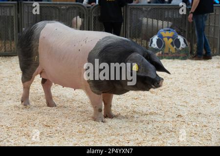 Internationale Landwirtschaftsmesse. Schwarzer Schweinekuchen aus dem Baskenland Stockfoto