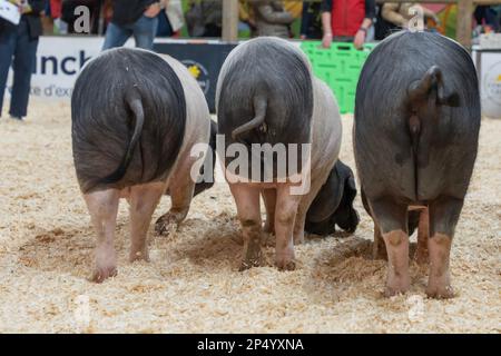 Internationale Landwirtschaftsmesse. Schwarzer Schweinekuchen aus dem Baskenland Stockfoto