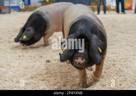 Internationale Landwirtschaftsmesse. Schwarzer Schweinekuchen aus dem Baskenland Stockfoto