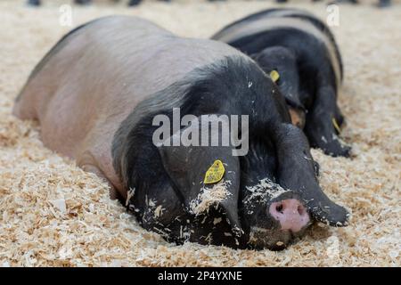 Internationale Landwirtschaftsmesse. Schwarzer Schweinekuchen aus dem Baskenland Stockfoto