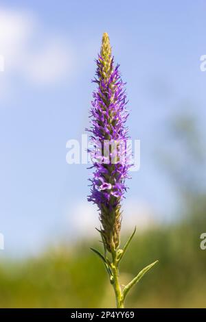 Spiked Speedwell Blauer Zwerg - lateinischer Name - Veronica spicata Ulster Blauer Zwerg. Stockfoto