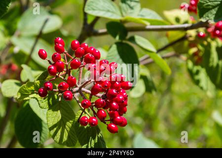 Die Frucht Viburnum lantana. Ist zuerst ein Grün, wird rot, dann schließlich schwarz, ein Wegfahrer oder Wegfahrbaum ist eine Art Viburnum. Stockfoto