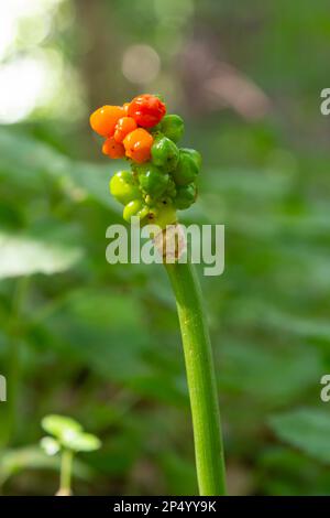 Arum maculatum mit roten Beeren, auch Cuckoo Pint oder Lords and Ladies genannt, giftige Waldpflanze vor dunkelgrünem Hintergrund, Kopierraum, Clan Stockfoto