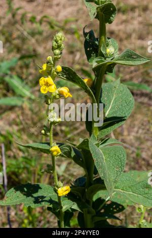 Verbascum speciosum Yellow Widflowers Bienen Bestäubung. Sommertag. Stockfoto