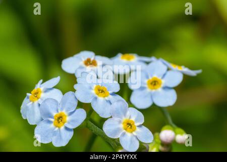 Echte "vergessen-mich-nicht" oder "Wasser vergessen-mich-nicht" Myosotis scorpioides, die am See blühen. Knospen und blaue Wildblume auf natürlichem Hintergrund. Unfokussiertes Flowe Stockfoto