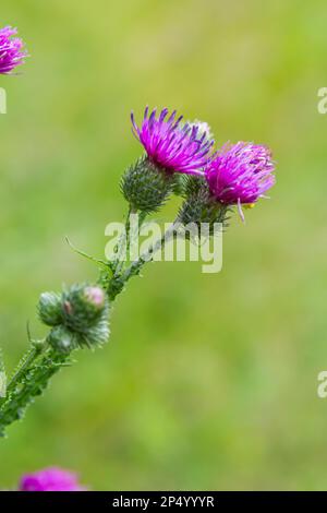 Blühende schleichende Distel Cirsium arvense, auch Kanadische Distel oder Felddistel. Die schleichende Distel gilt in vielen Ländern als schädliches Gras. Stockfoto