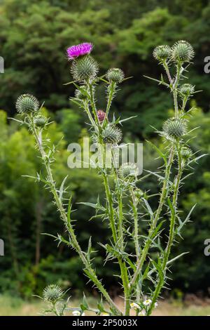 Gesegnete Milchdistel, rosa Blumen, Nahaufnahme. Silybum marianum Kräuterheilpflanze. St. Mary's Thistle rosa Blüten. Marian Scotch Distel Pink Bloo Stockfoto