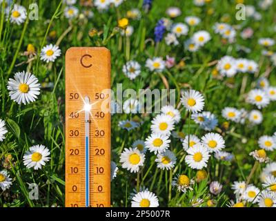 Thermometer on a flower meadow in the summer heat Stockfoto
