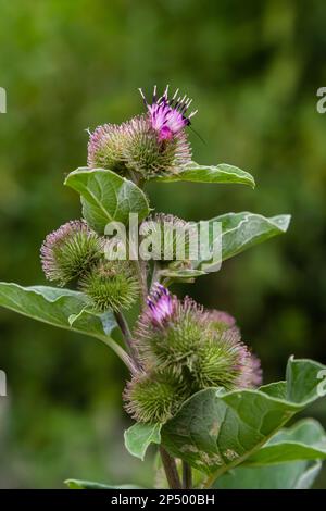 Arctium tomentosum, gemeinhin als Wollklette oder Klette bekannt, ist eine Art Klette, die zur Familie Asteraceae gehört. Stockfoto