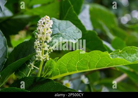 Nahaufnahme des blühenden indischen Pokeweed Phytolacca acinosa, Familie Phytolaccaceae. Frühling, Mai, holländischer Garten. Stockfoto