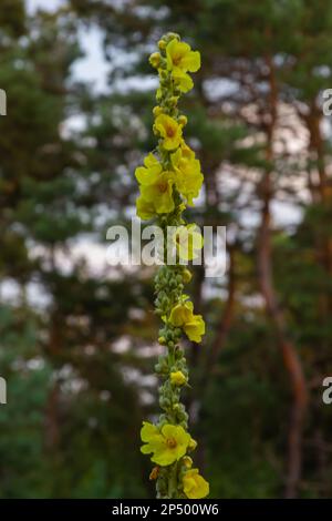 Verbascum speciosum Yellow Widflowers Bienen Bestäubung. Sommertag. Stockfoto