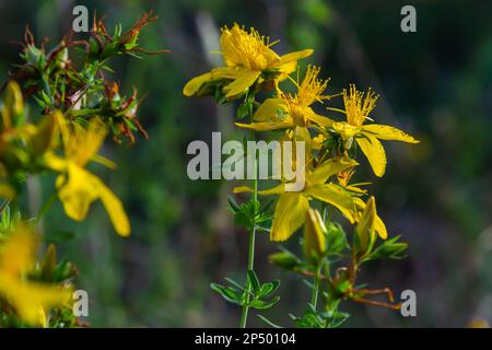 Hypericum-Blüten Hypericum perforatum oder Johanniskraut auf der Wiese, selektiver Fokus auf einige Blüten. Stockfoto