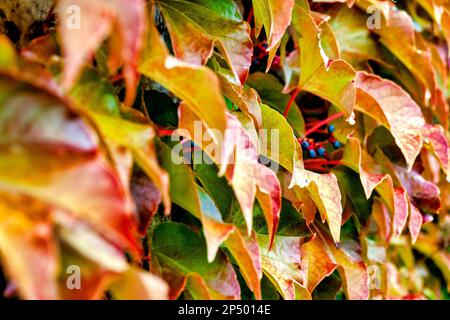 Nahaufnahme eines Bostoner Ivy-Werks (Parthenocissus tricuspidata) Stockfoto