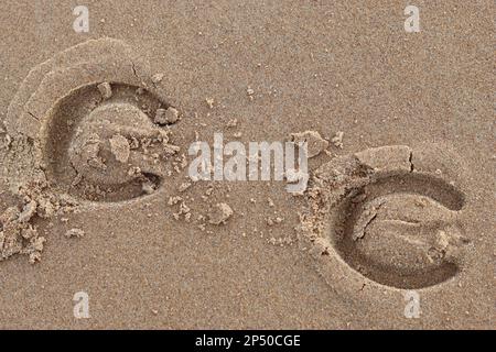 Pferdeschuhabdrücke in frischem Sand am Strand Stockfoto