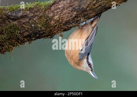 Der eurasische Nacktvogel Sitta europaea, hoch oben auf dem Baumstamm Stockfoto