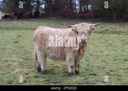 Junge Hochlandkuh mit langen Hörnern, die auf einem Feld stehen Stockfoto