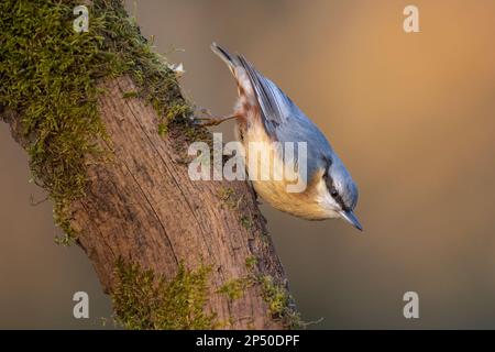 Der eurasische Nacktvogel Sitta europaea, hoch oben auf dem Baumstamm, der mit Moos bedeckt ist Stockfoto