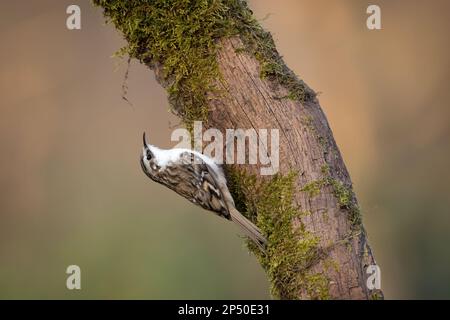 Eurasische Baumkrämerin oder gemeine Baumkrämerin Certhia familiaris, die auf einem Holzklotz auf dem Kopf steht Stockfoto