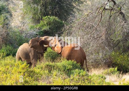 Zwei männliche Elefanten, die gegen einen kämpfen, sind in Samburu Kenia mit rotem Schlamm bedeckt Stockfoto