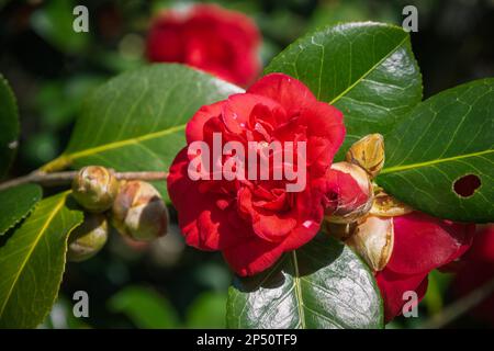 Blühender Rhododendron Shilsonii in Isabella Plantation, einem Waldgarten im Richmond Park in London Stockfoto