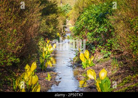 Gelber Stinkkohl (Sumpflaterne) neben einem Bach, der durch die Isabella Plantation fließt, einem Waldgarten im Richmond Park im Südwesten Londons Stockfoto