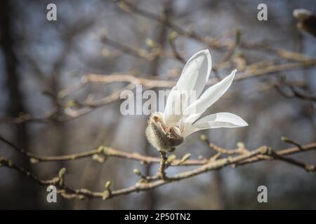 Eröffnung von Magnolia stellata-Blumen in der Isabella Plantation, einem Waldgarten im Richmond Park in London Stockfoto