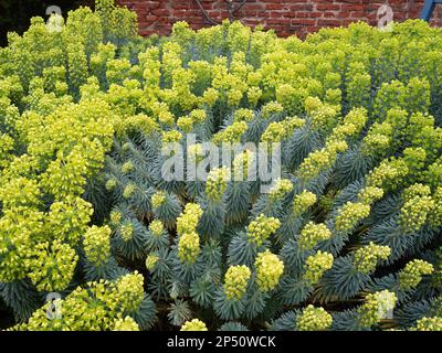 Euphorbia-Sprudel in einem formellen Garten in Kirkleatham North Yorkshire im März 2023 Stockfoto