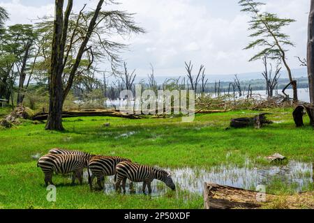 Wunderschöne Landschaft des Sees nakuru mit Zebras-Grasflächen und Trinken im grünen Gras mit Wasser und Bäumen in kenia Stockfoto