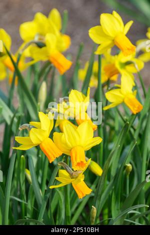 Narcissus Jetfire, Narzissen Jetfire, Narzissen Jet Fire, Narzissen Cyclamineus Jet Fire, bulbusförmiges, ganzjähriges Gelb, leicht reflektierte perianthische Segmente Stockfoto